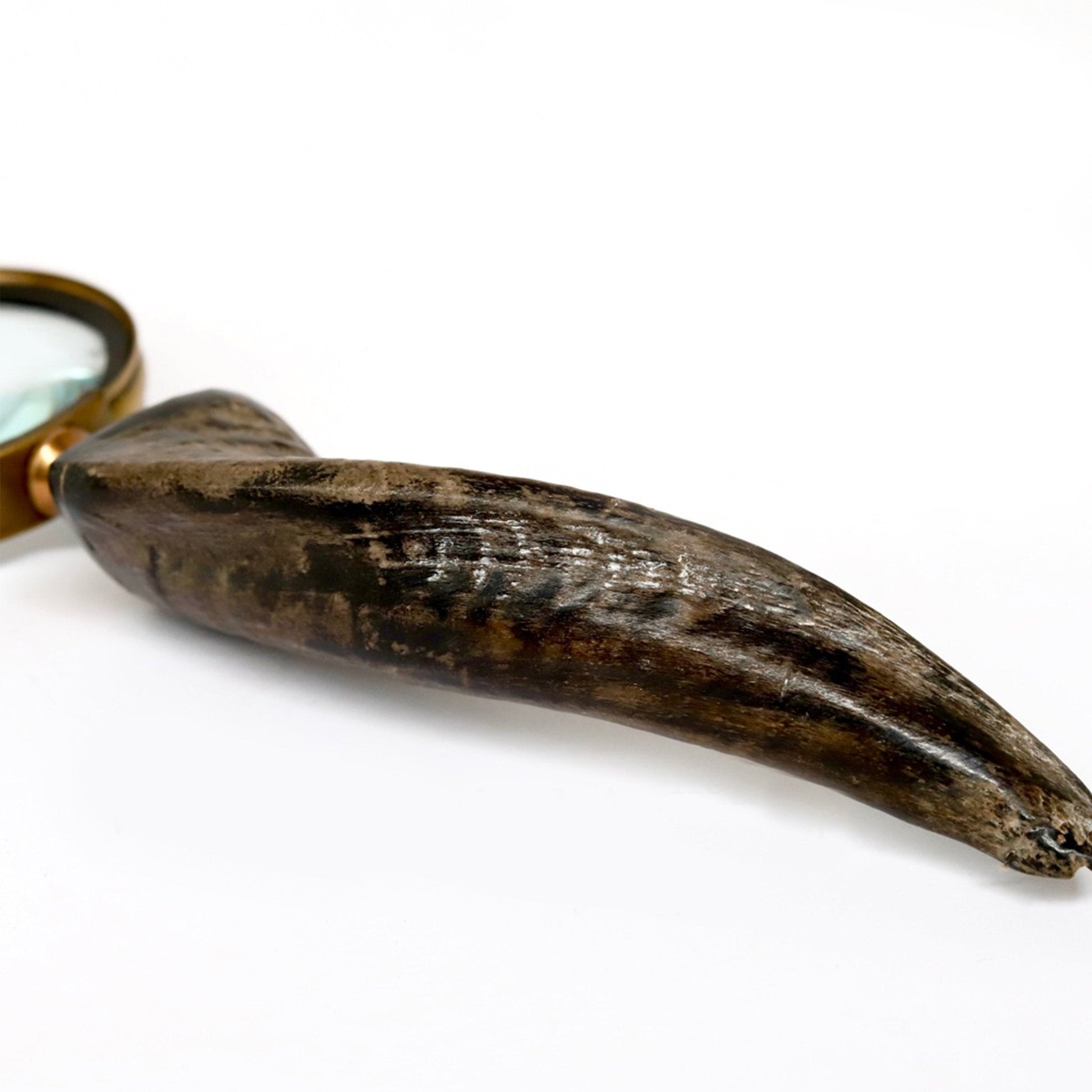 Horn Handle 75mm Magnifying Glass - (MN105) - Vintage World Australia - 3